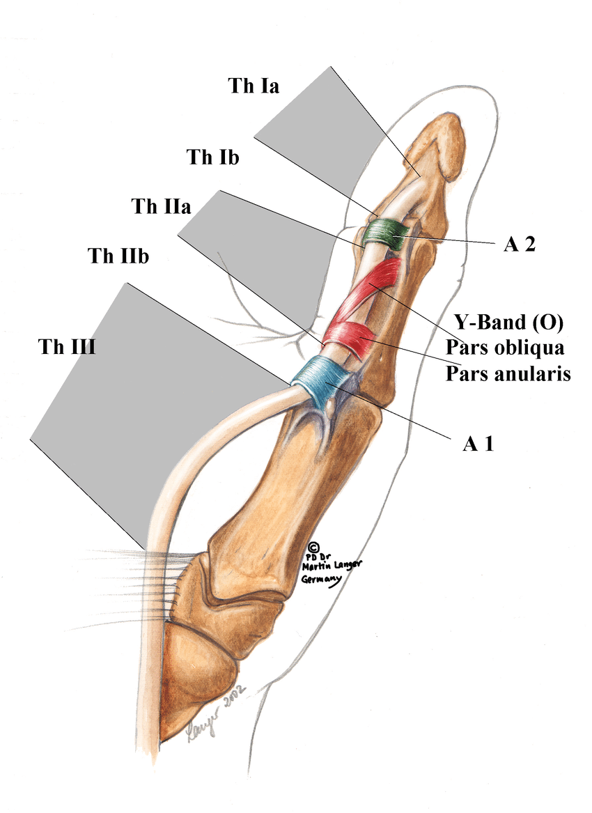 Pdf Flexor Tendon Pulleys Thumb Anatomy Zones Langer My Xxx Hot Girl 3391