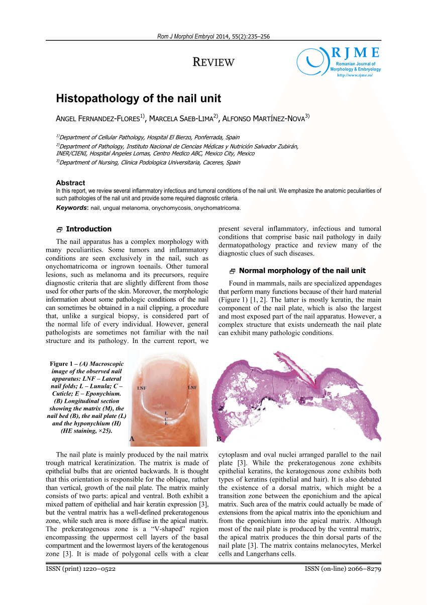 PDF) The Pathogenesis of Nail Unit Dystrophy
