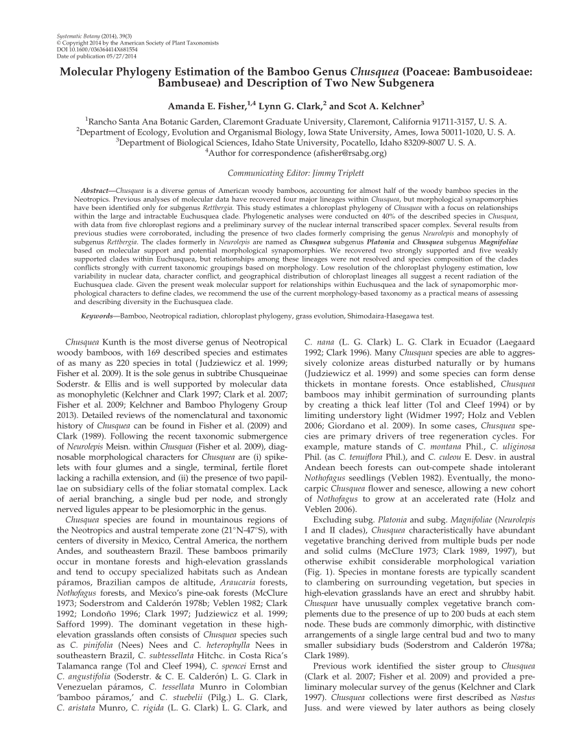 Maximum Likelihood Phylogram Of The Carex Macrocephala Species
