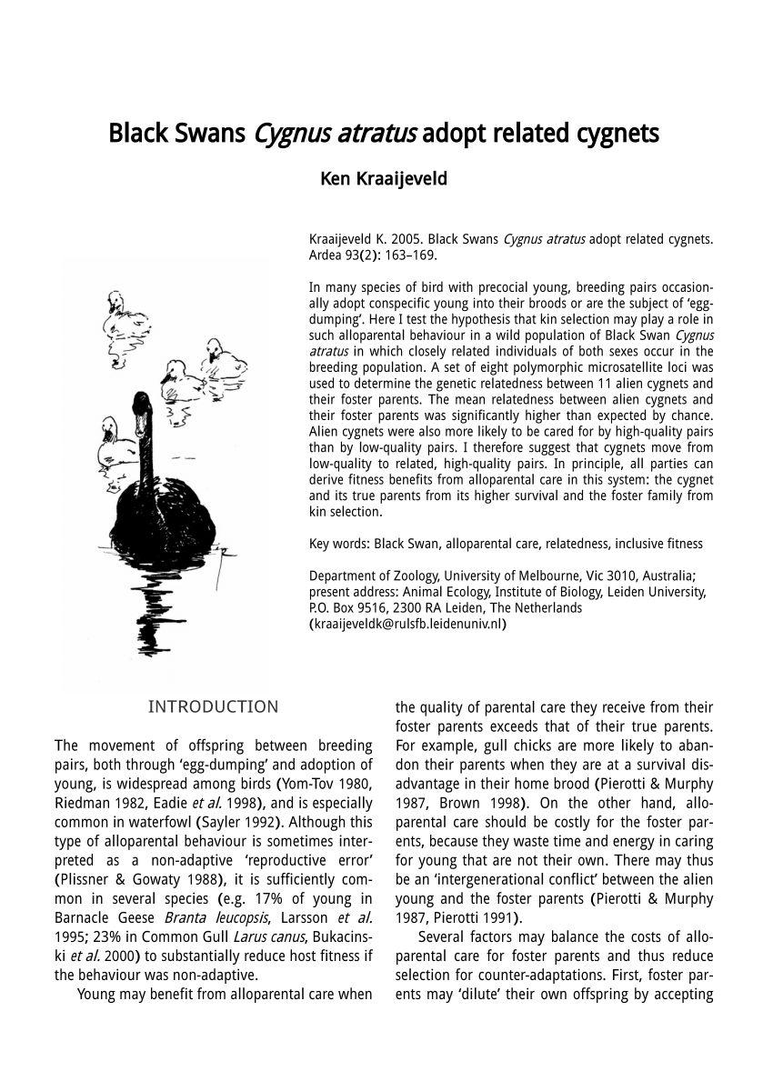 værdi mål respekt PDF) Black Swans Cygnus atratus adopt related cygnets