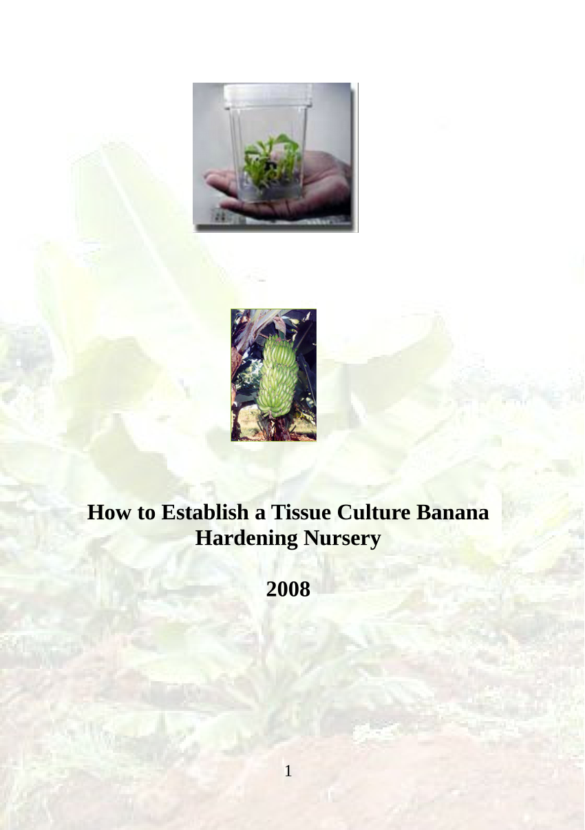 research paper on banana tissue culture