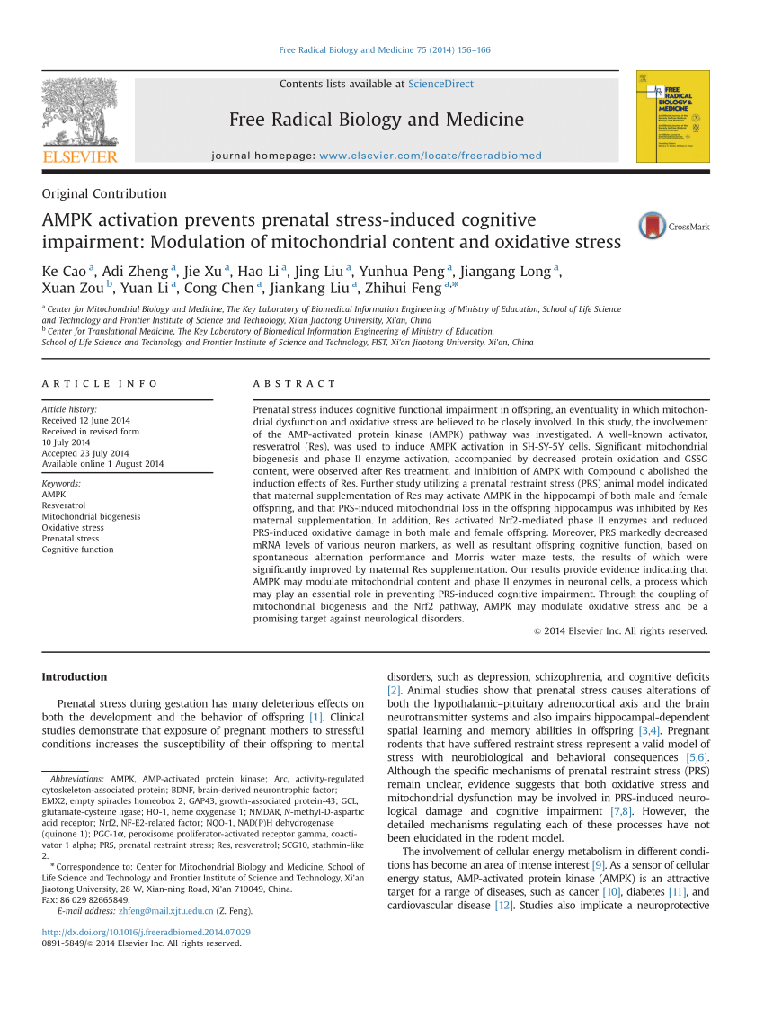 PDF AMPK Activation Prevents Prenatal Stress Induced Cognitive Impairment Modulation Of