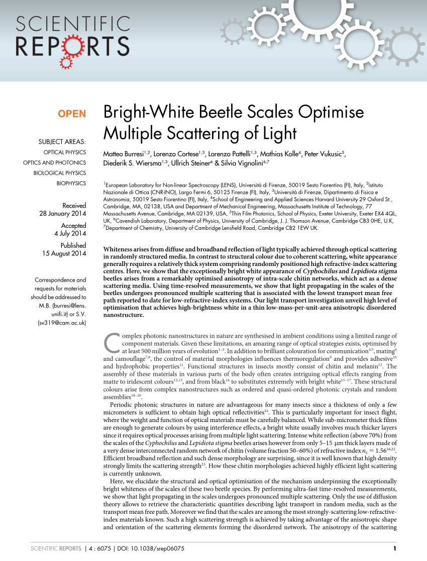 Bright-White Beetle Scales Optimise Multiple Scattering of Light