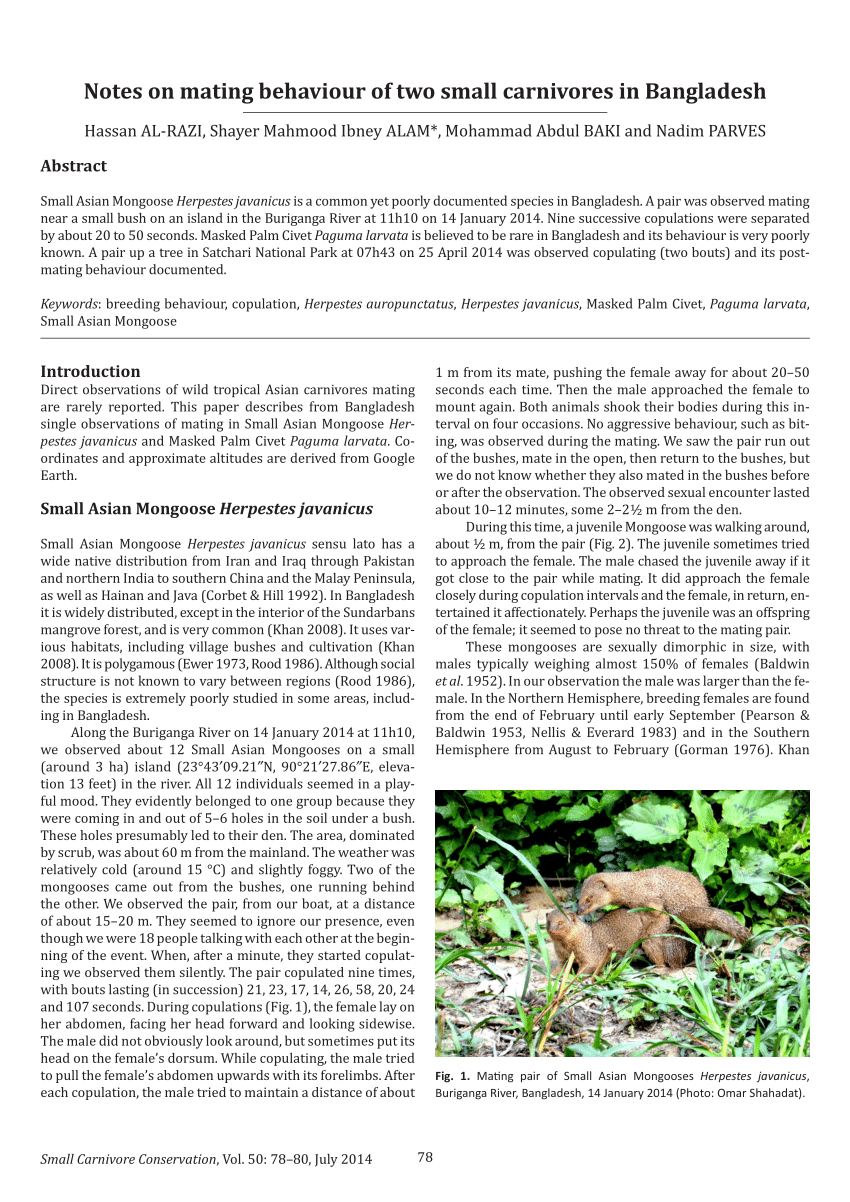 PDF) Notes on mating behaviour of two small carnivores in Bangladesh