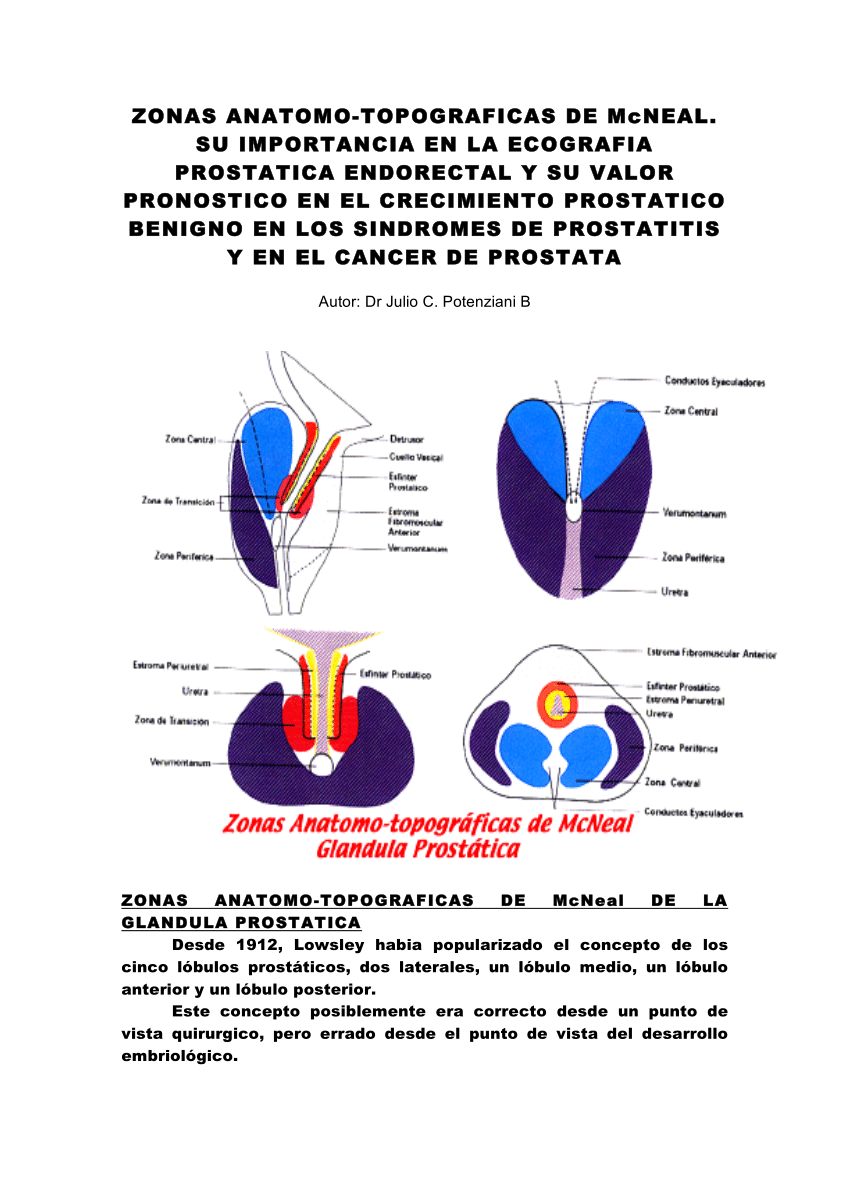 anatomia de prostata zonas