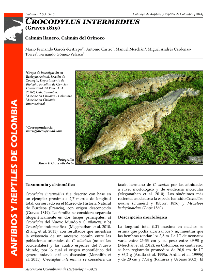 PDF) Crocodylus interedius (Graves 1819)