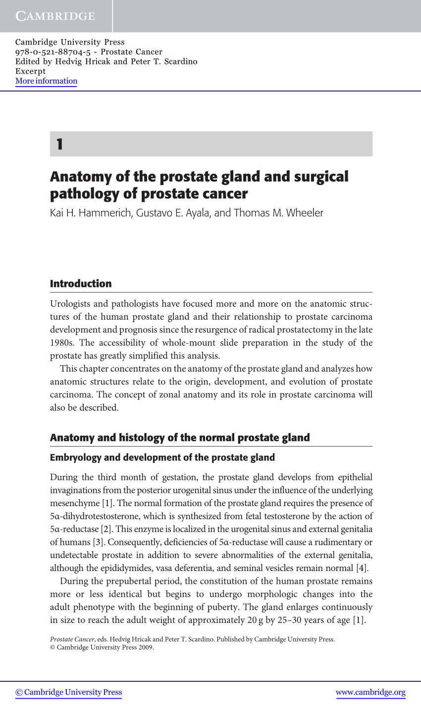 prostate gland anatomy pdf