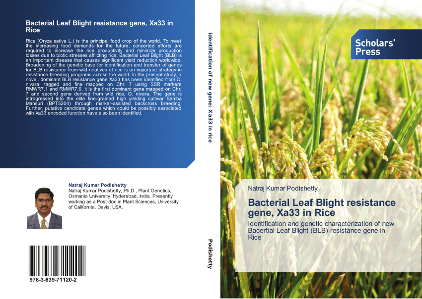 PDF) Bacterial Leaf Blight resistance gene, Xa33 in Rice 