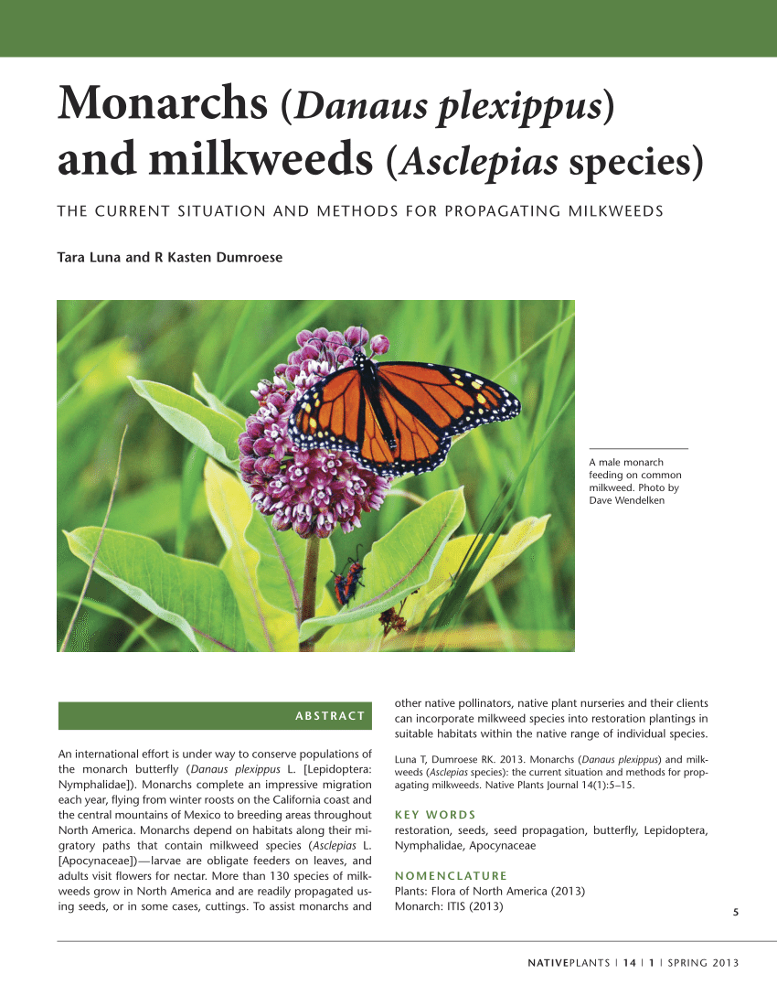 Pdf Monarchs Danaus Plexippus And Milkweeds Asclepias Species The Current Situation And Methods For Propagating Milkweeds