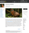Preview image for Bearded Wood-partridge (Dendrortyx barbatus) Account