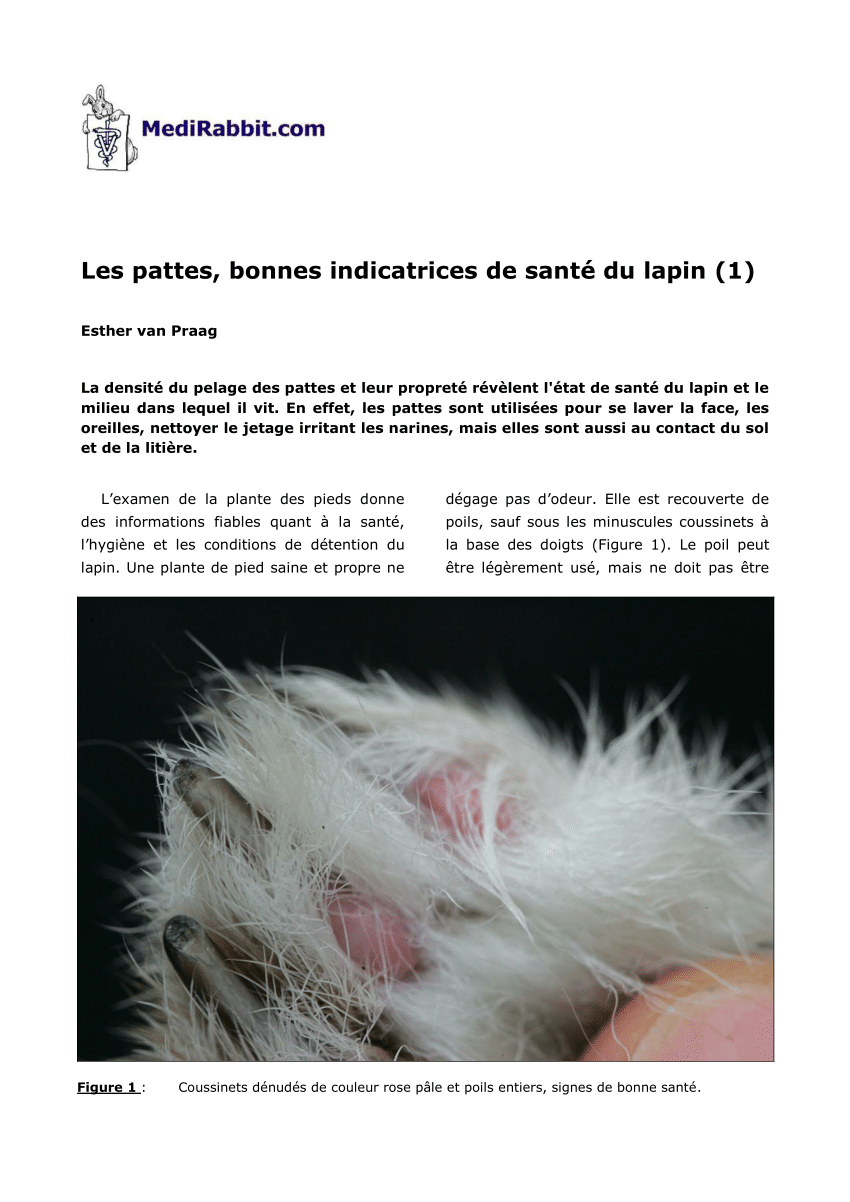 Pdf Les Pattes Bonnes Indicatrices De Sante Du Lapin 1