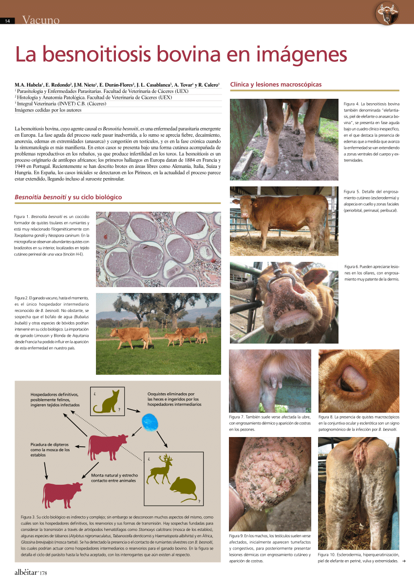 PDF La besnoitiosis bovina en imágenes