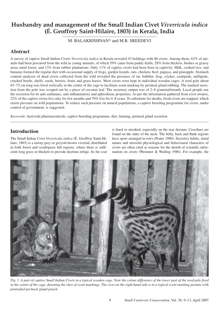 Pdf Husbandry And Management Of The Small Indian Civet Viverricula Indica E Geoffroy Saint Hilaire 1803 In Kerala India