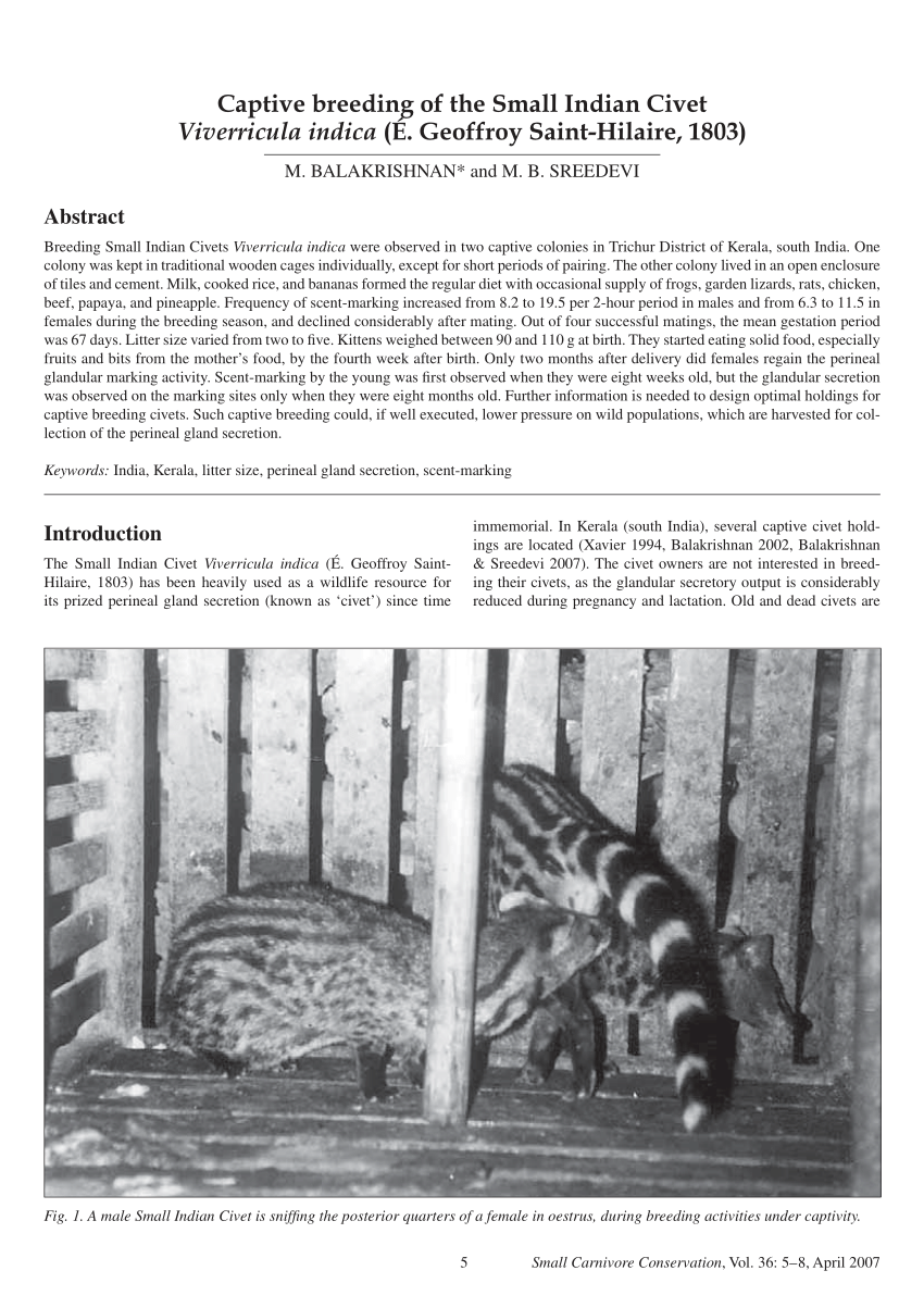 A Six Week Old Civet Kitten Growling Over The Mother During Its Play Download Scientific Diagram