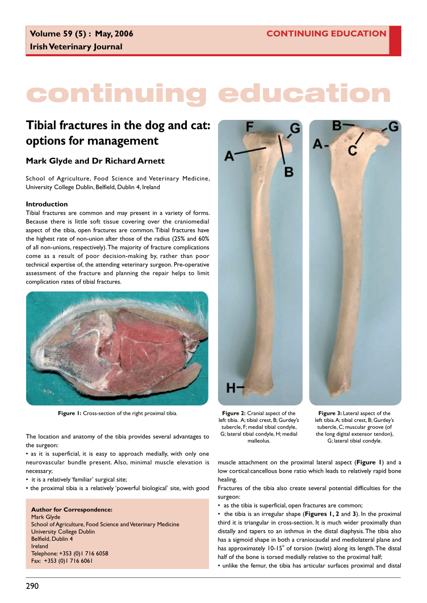 Novel Interlocking Nail Explantation Utilizing Custom-Made Jig and Cortical  Bone Windowing Technique in a Dog