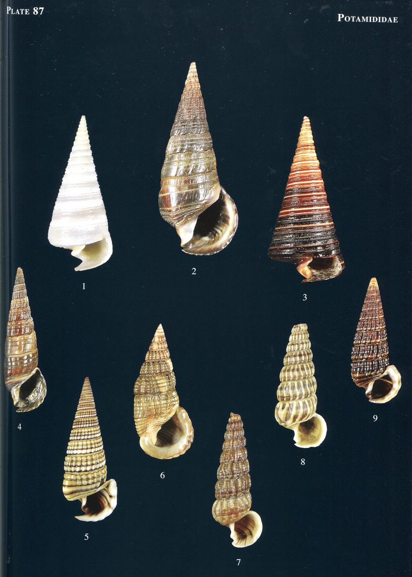 PDF) Potamididae. In: Poppe, G.T. (Ed.), Philippine Marine Mollusks.