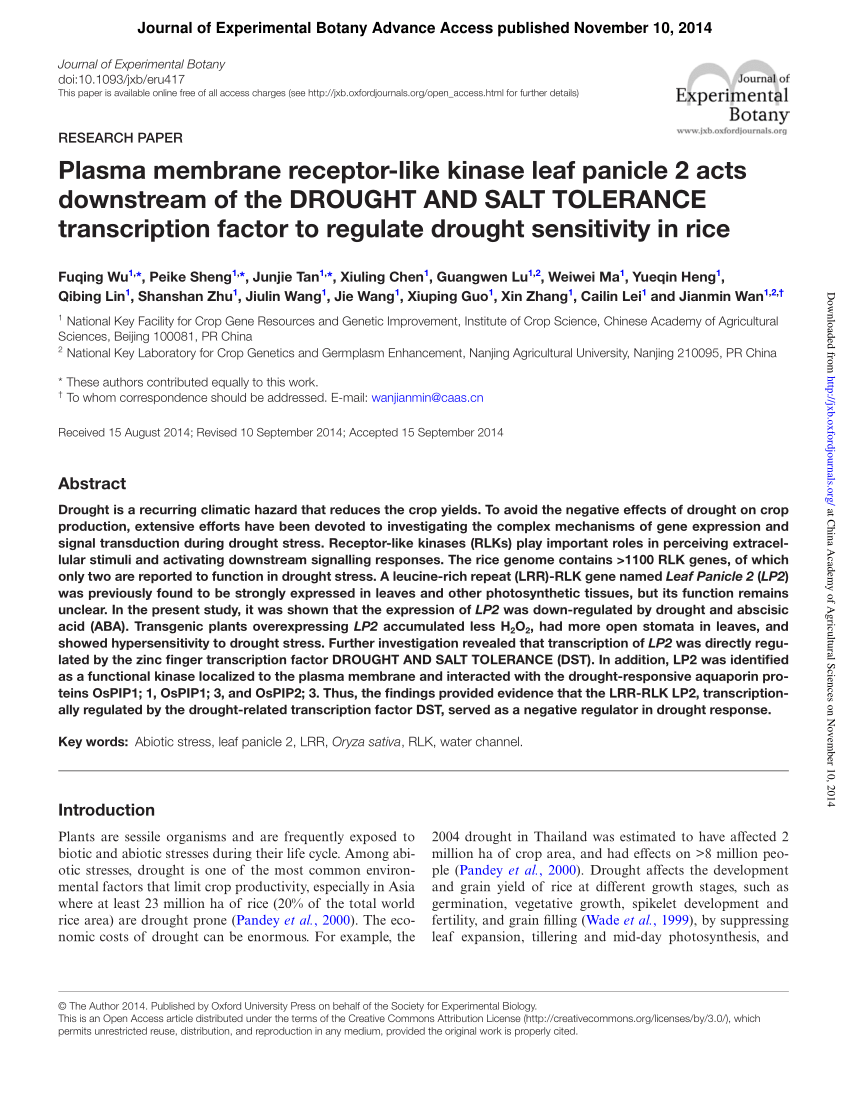 PDF) Plasma membrane receptor-like kinase leaf panicle 2 acts 