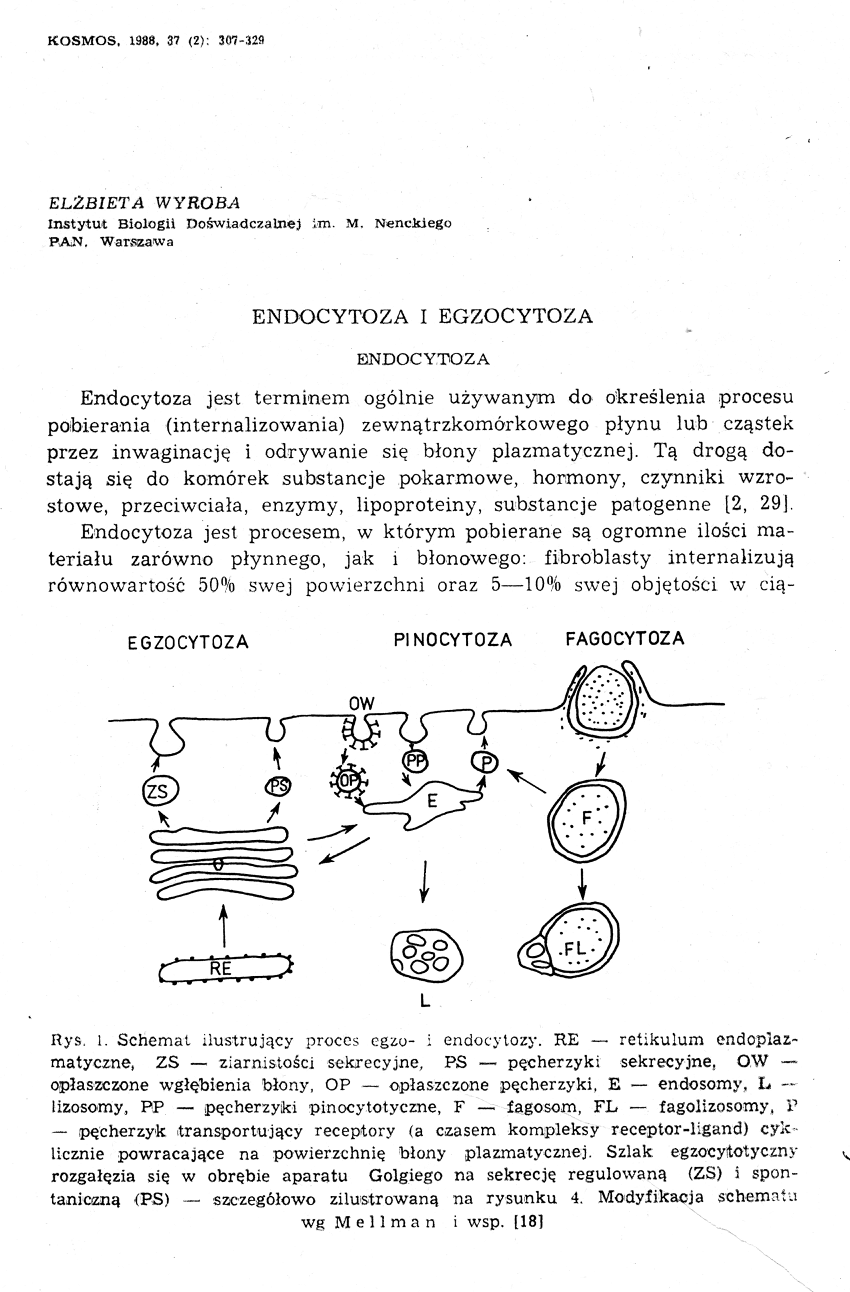 (PDF) Endocytoza i egzocytoza