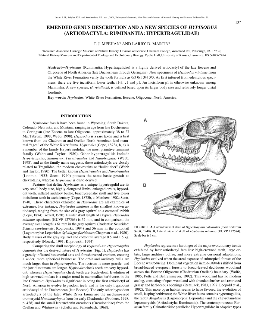 (PDF) EMENDED GENUS DESCRIPTION AND A NEW SPECIES OF HYPISODUS ...