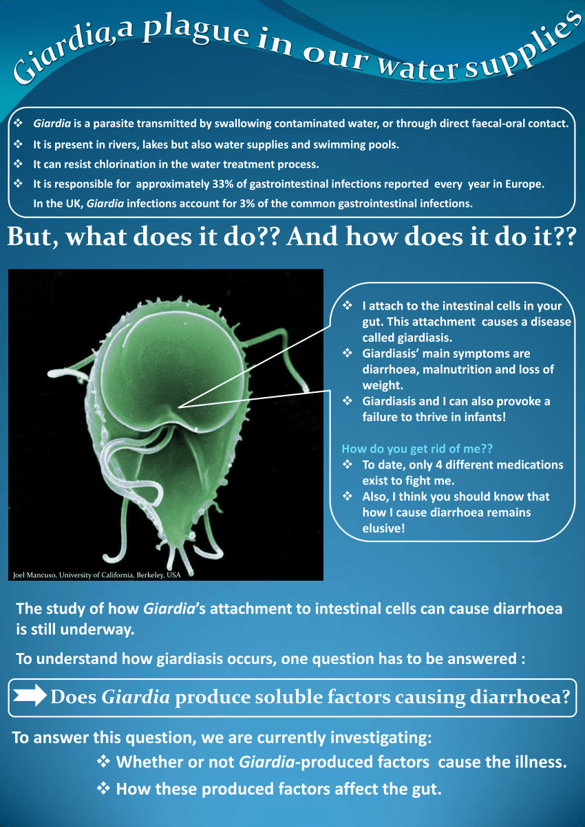 Giardia parasite uk - Országos Epidemiológiai Központ honlapja - Giardiasis uk prévalence