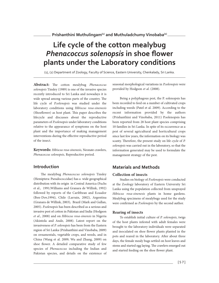 PDF) Life cycle of the cotton mealybug Phenacoccus solenopsis in