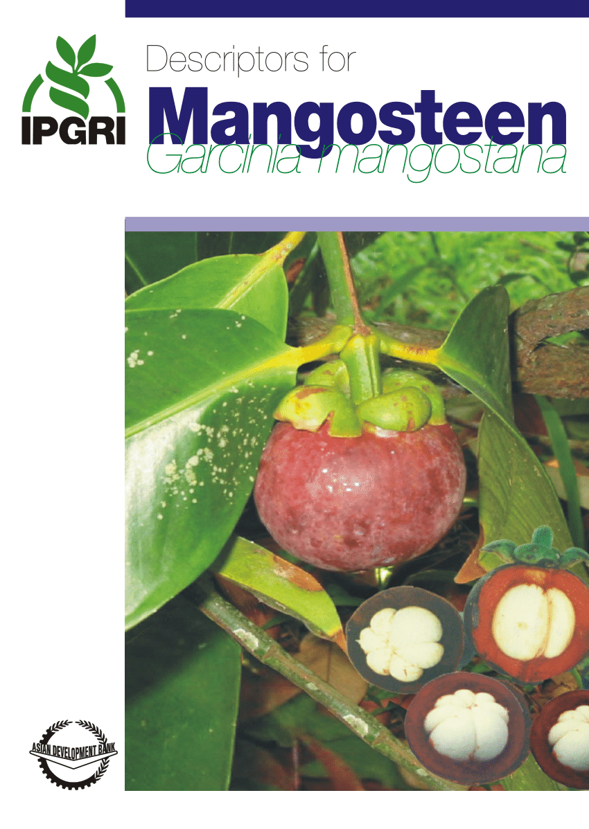Purple Mangosteen free Phyto-Certificate Garcia mangostana,1 grafted plants 