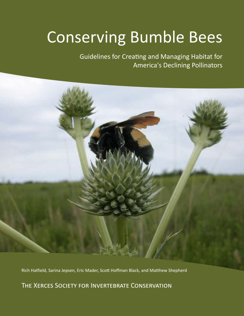 Plight of the Bumble Bee: Conserving Native Pollinators