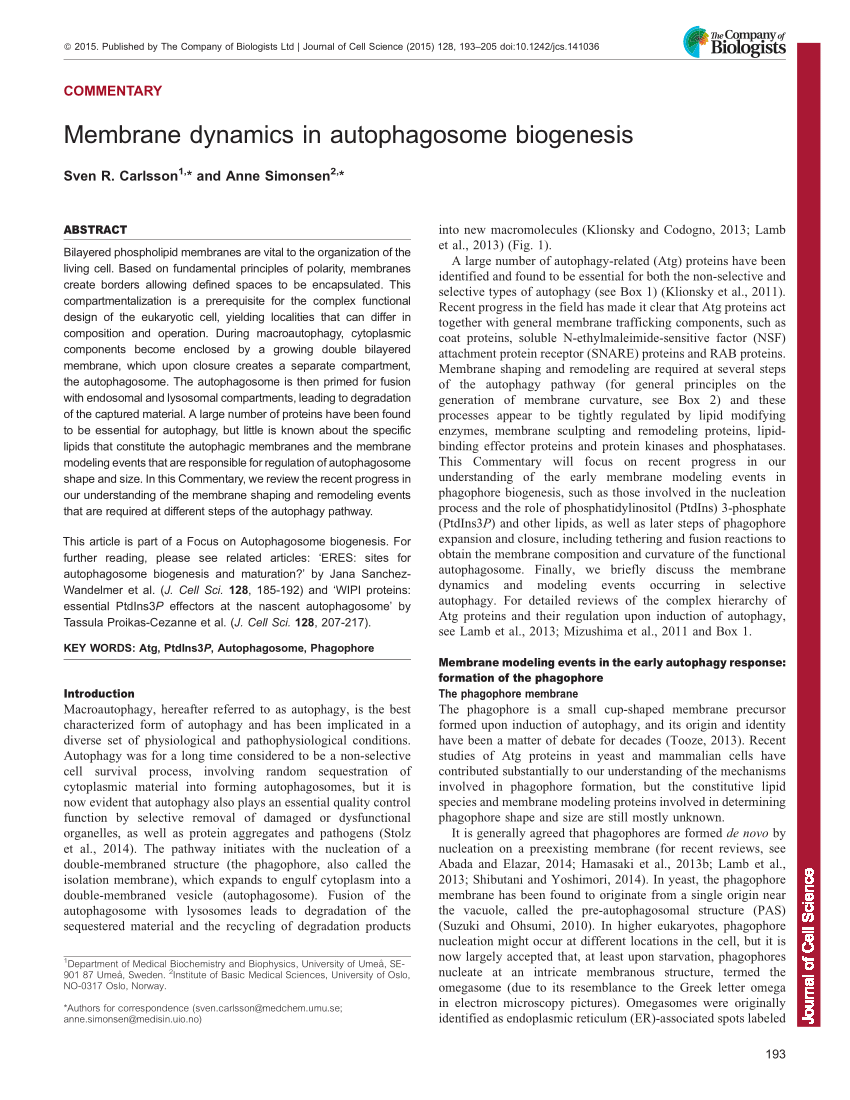 dinamica membranei în biogeneza autofagozomilor anti îmbătrânire