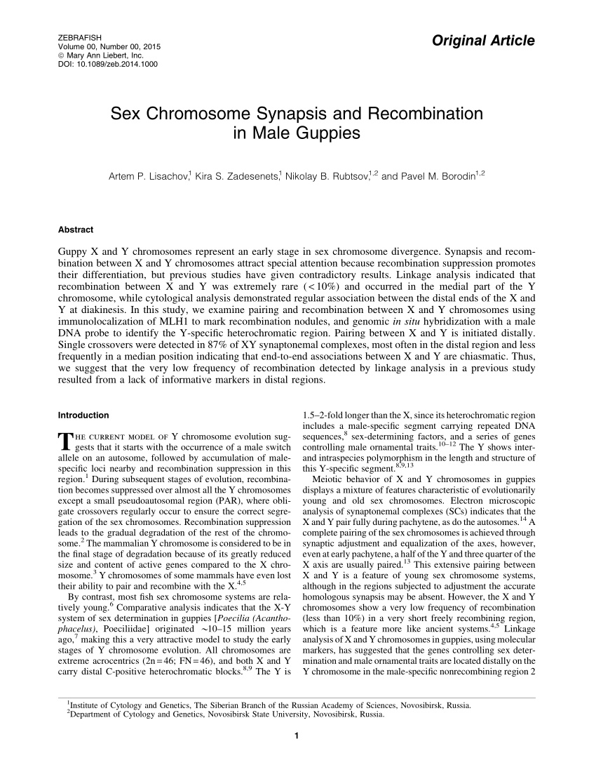 Pdf Sex Chromosome Synapsis And Recombination In Male Guppies