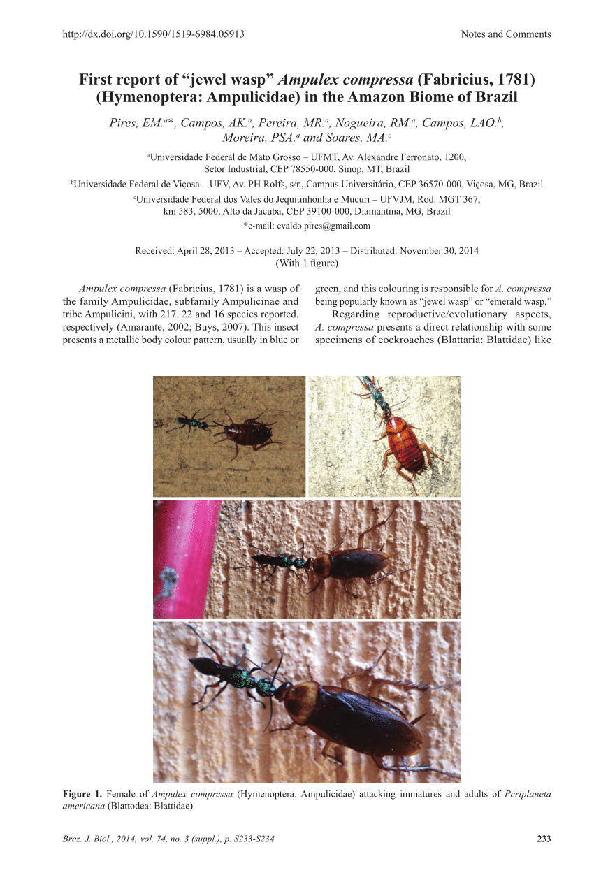 Pdf First Report Of “jewel Wasp” Ampulex Compressa Fabricius 1781 Hymenoptera Ampulicidae