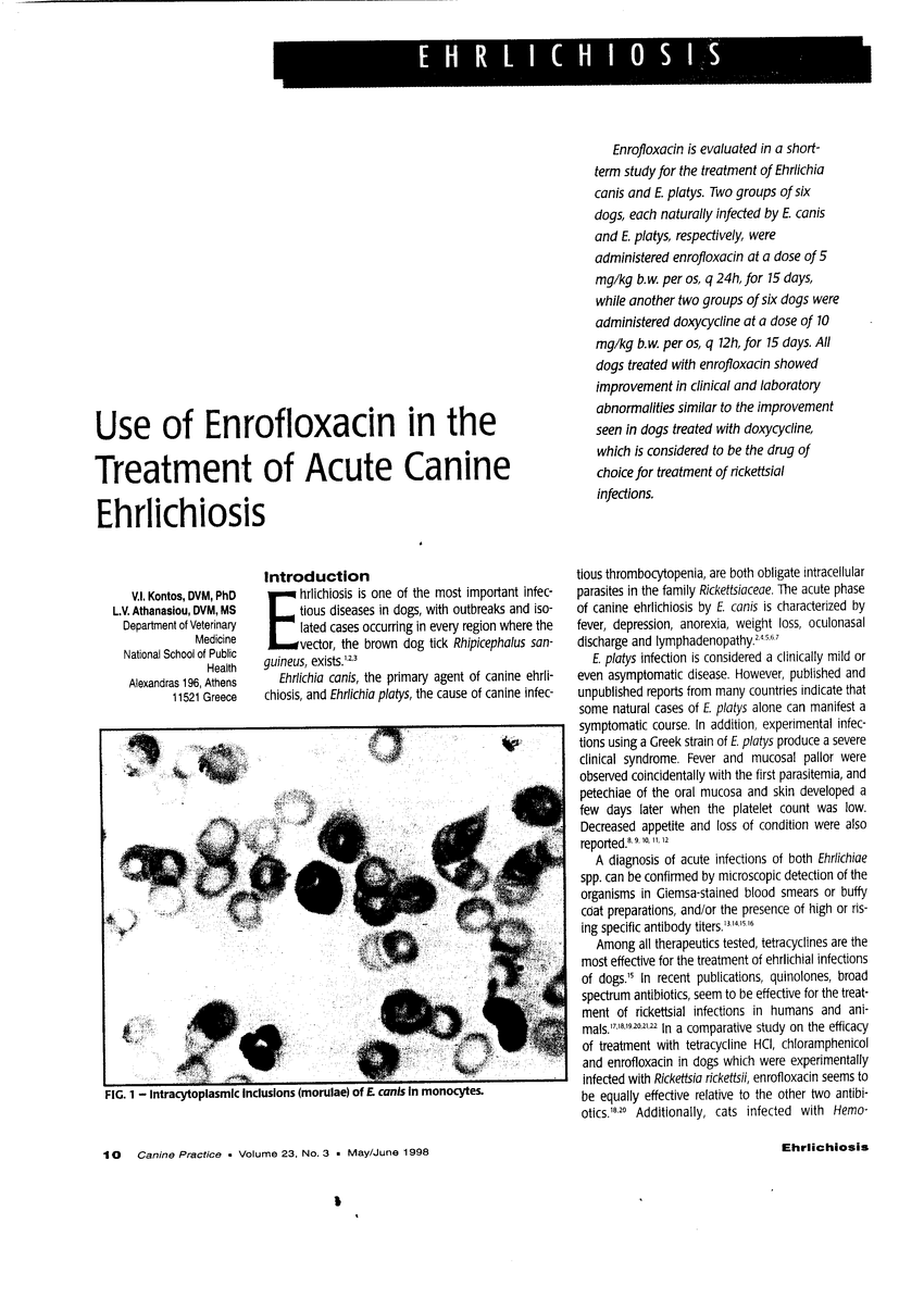 enrofloxacin dog side effects