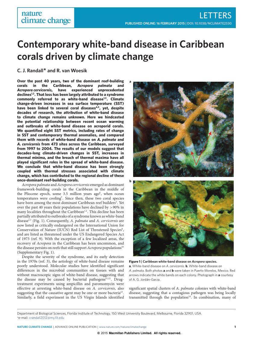 Staghorn coral studies show promise for global warming–resistant