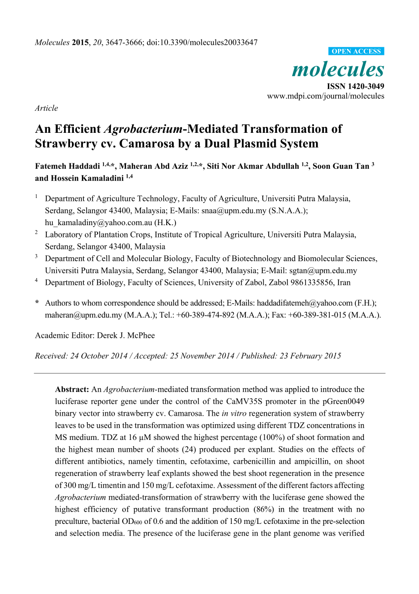 Pdf An Efficient Agrobacterium Mediated Transformation Of