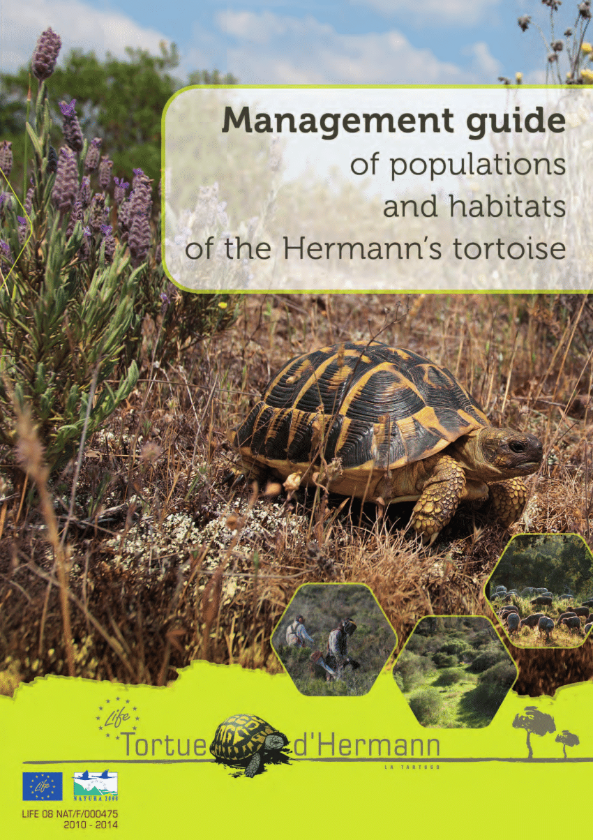 Tortue d'hermann : taille, description, biotope, habitat, reproduction