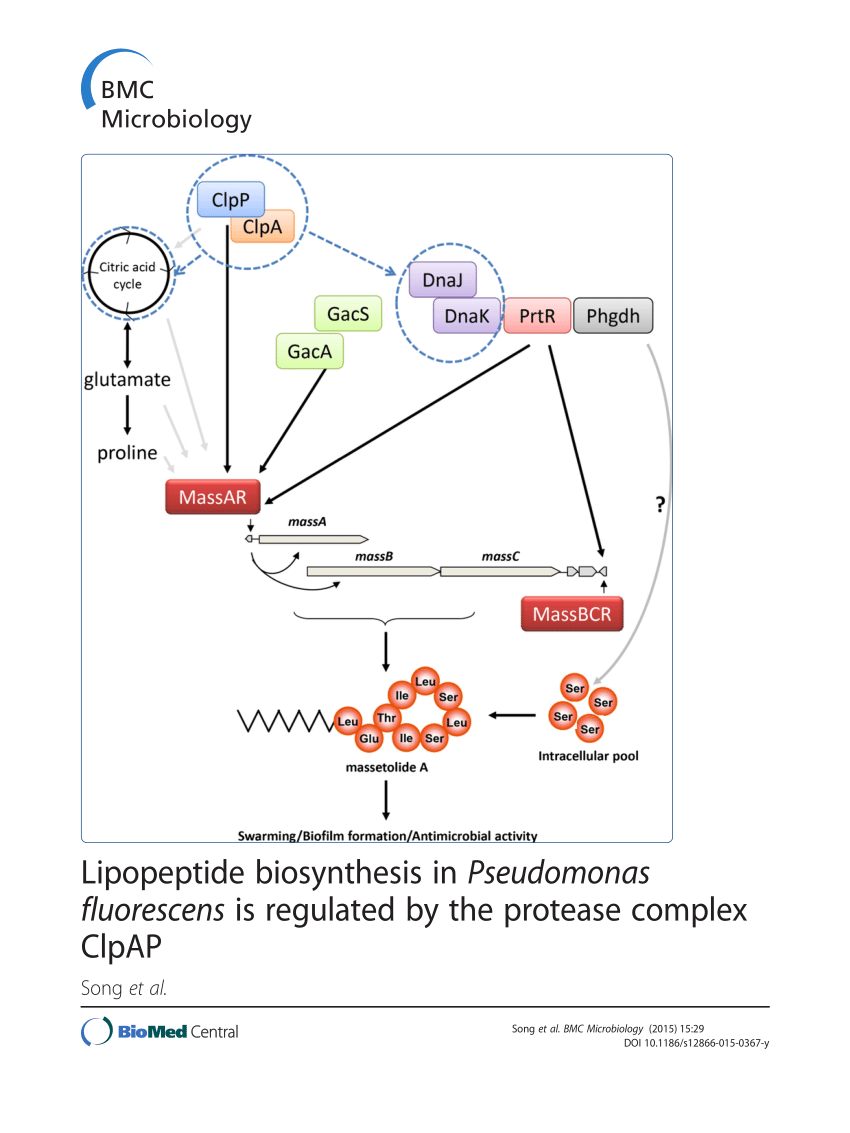 PDF Lipopeptide Biosynthesis In Pseudomonas Fluorescens Is Regulated By The Protease Complex ClpAP