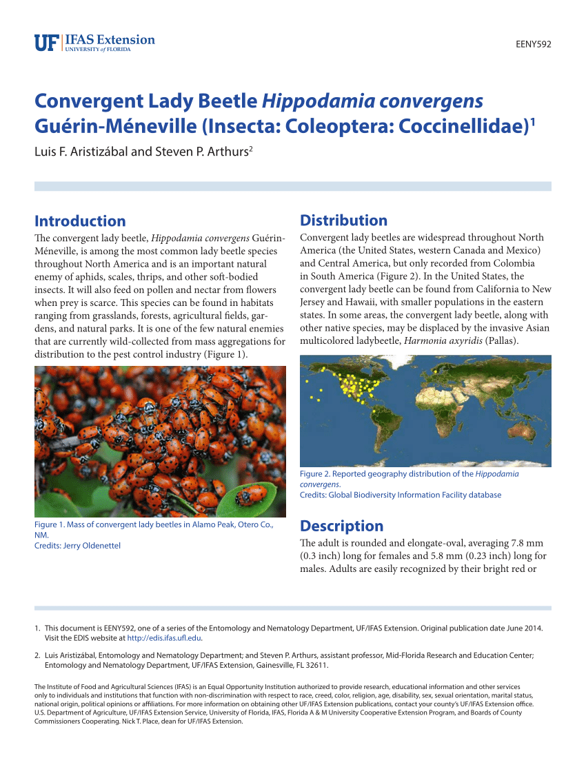 Are ladybugs all ladies? - UF/IFAS Entomology and Nematology Department