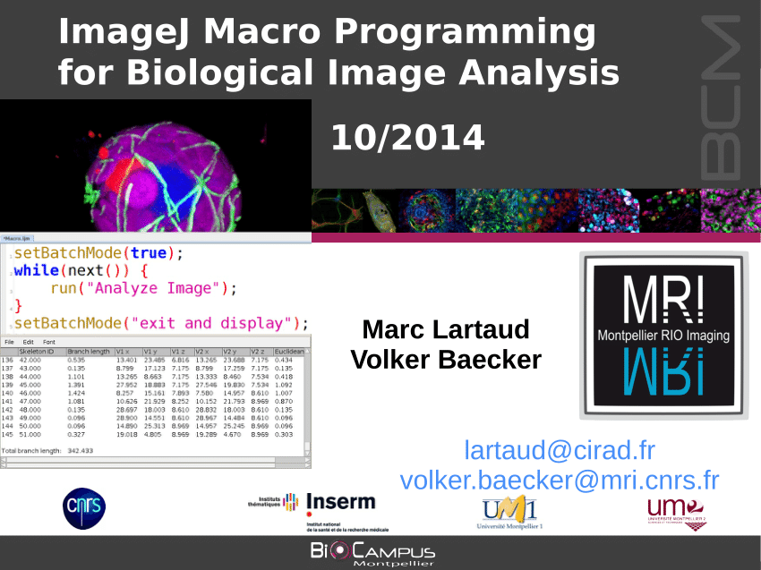 Pdf Imagej Macro Programming For Biological Image Analysis