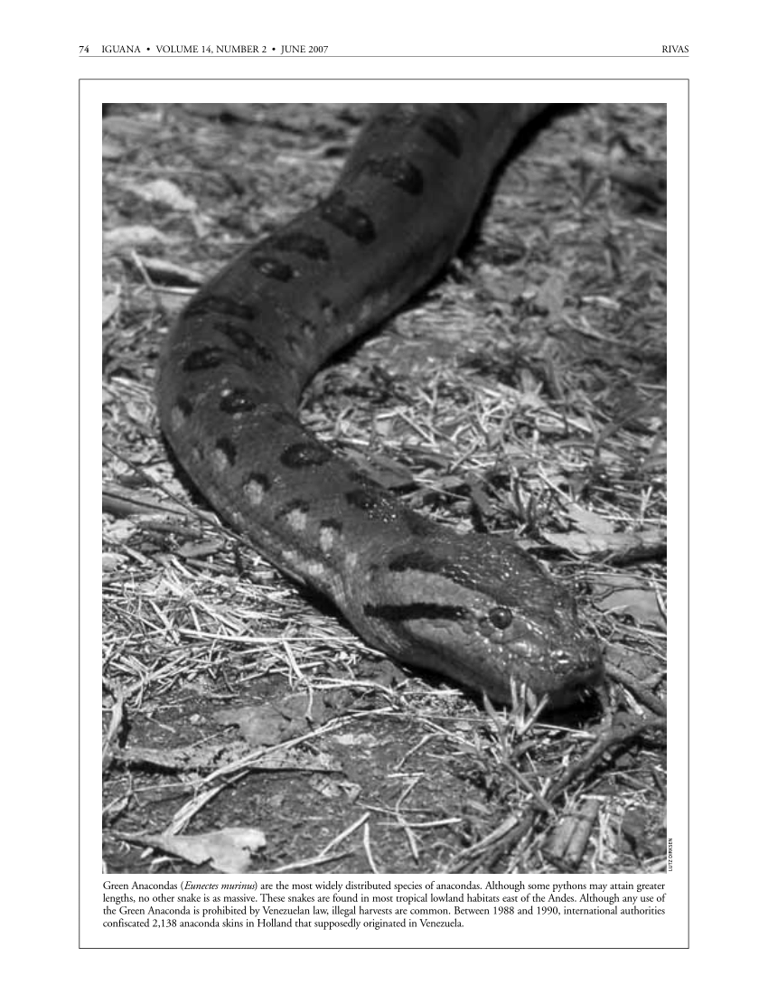 Pdf Conservation Of Anacondas How Tylenol Conservation And Macroeconomics Threaten The Survival Of The World S Largest Snake