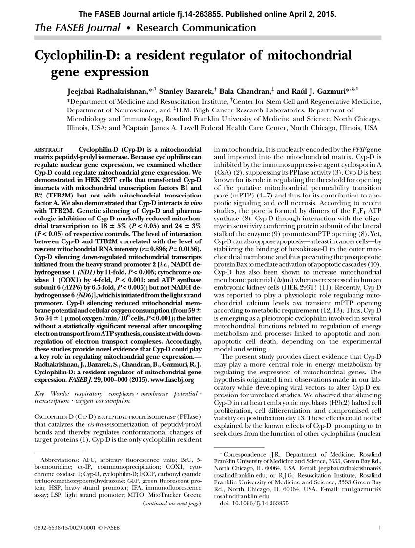 PDF) Cyclophilin-D: A Novel regulator of mitochondrial gene expression