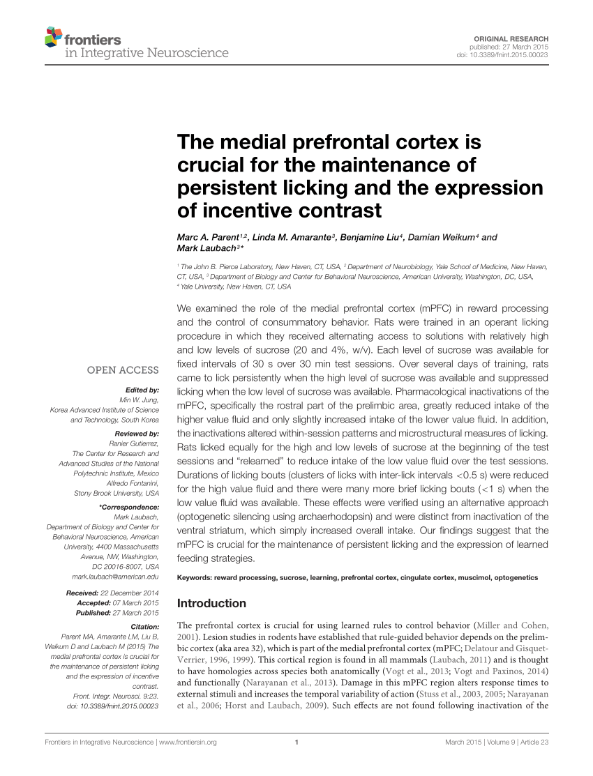 Pdf The Medial Prefrontal Cortex Is Crucial For The Maintenance Of Persistent Licking And The Expression Of Incentive Contrast