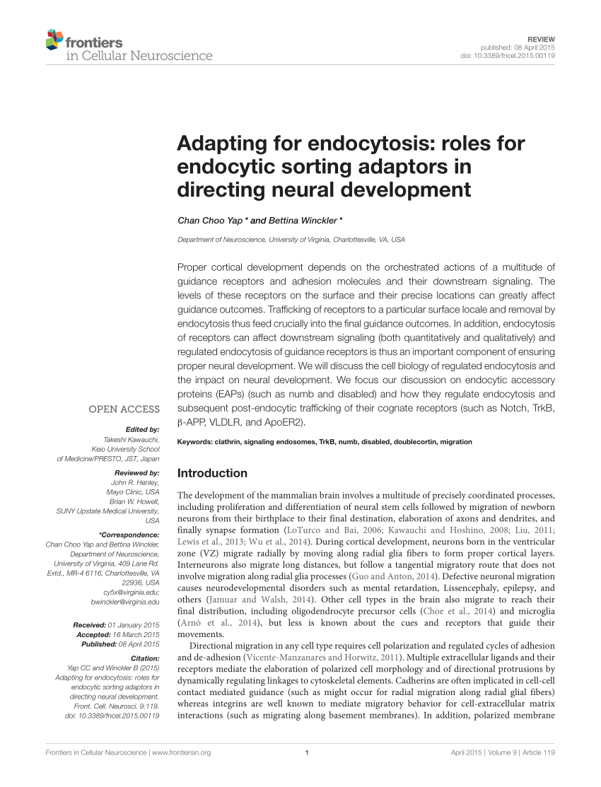 Pdf Adapting For Endocytosis Roles For Endocytic Sorting Adaptors In Directing Neural Development 8341