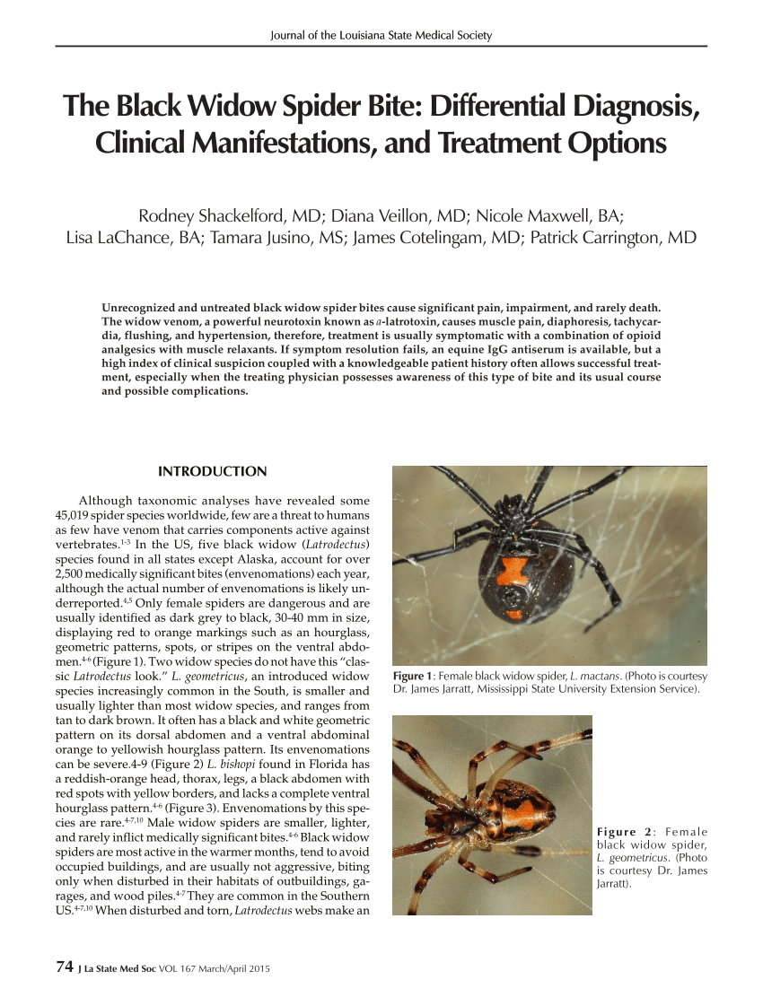 (PDF) The Black Widow Spider Bite: Differential Diagnosis, Clinical ...