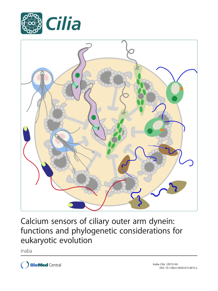 PDF) Calcium sensors of ciliary outer arm dynein: Functions and