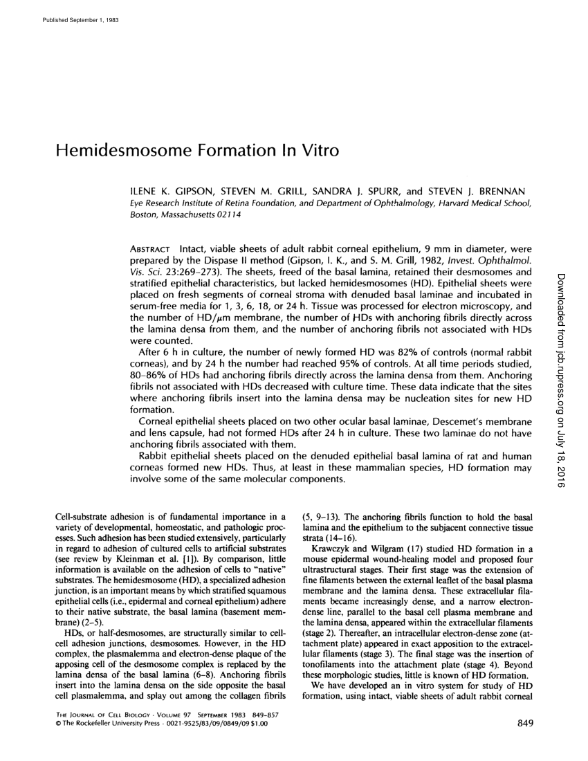 PDF) Hemidesmosome formation in vitro
