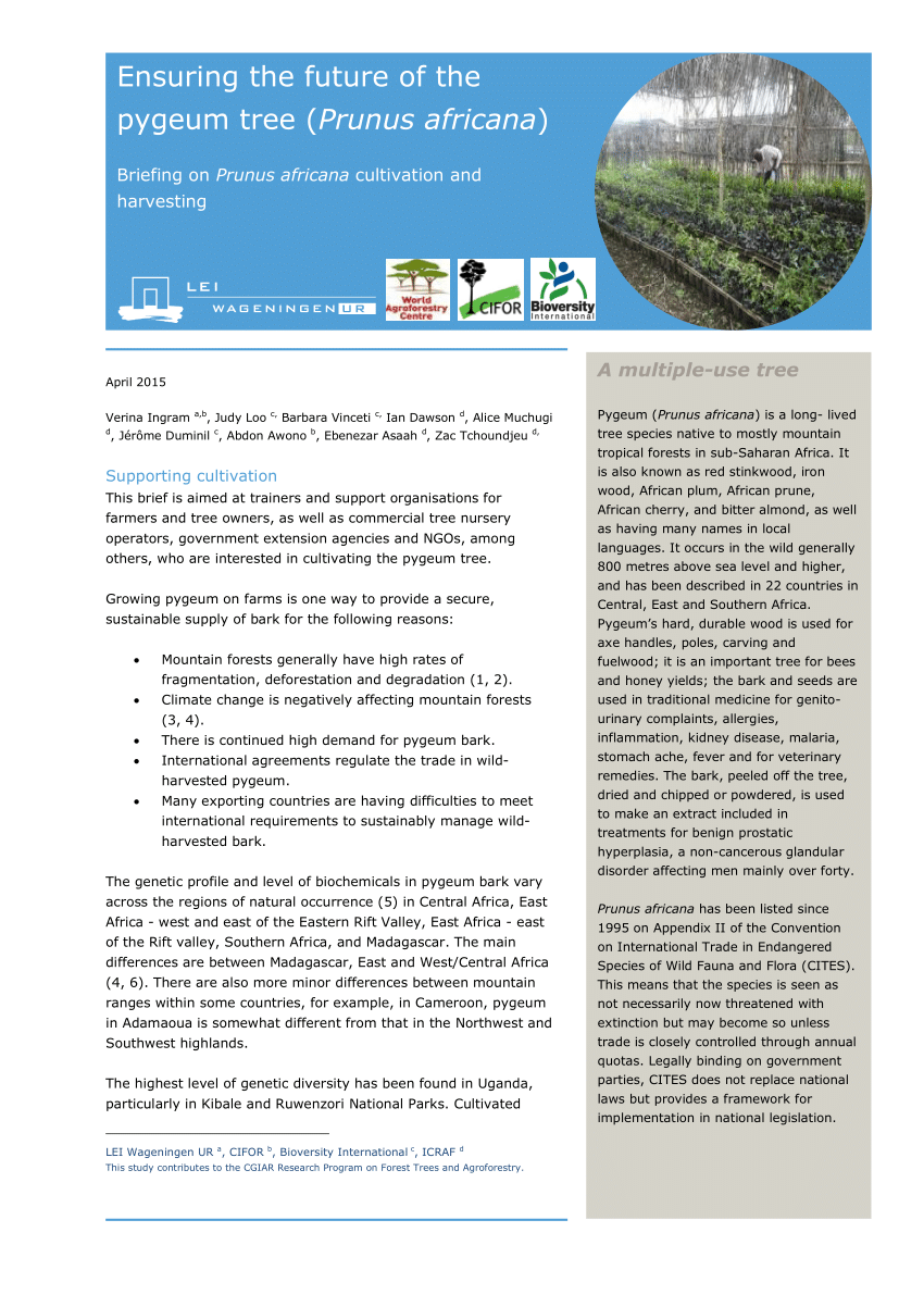 (PDF) Ensuring the future of the pygeum tree (Prunus africana ...