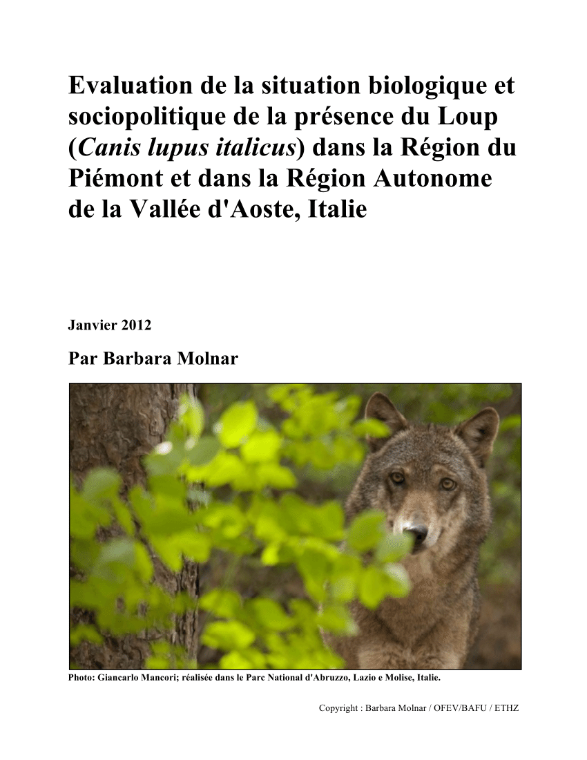 La nouvelle estimation du nombre de loups en France fait polémique