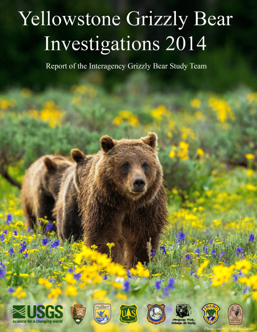 case study yellowstone grizzly bears answer key