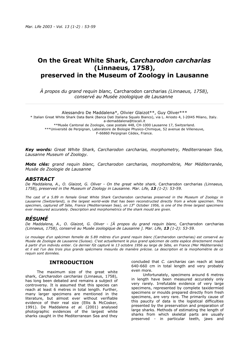 White Shark, Carcharodon carcharias (Linnaeus, 1758) - The Australian Museum