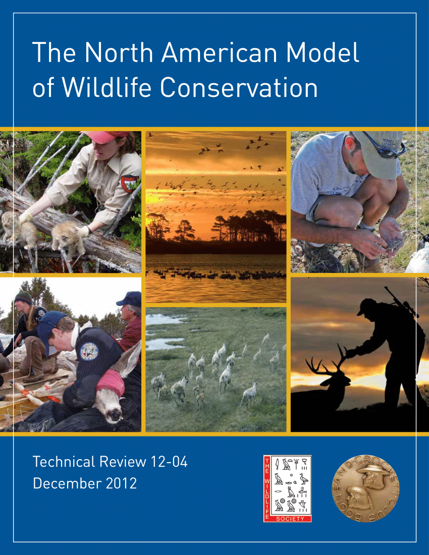 Wildlife conservation. Wildlife Conservation presentation. Wildlife-Conservation techniques. Global Wildlife Conservation.