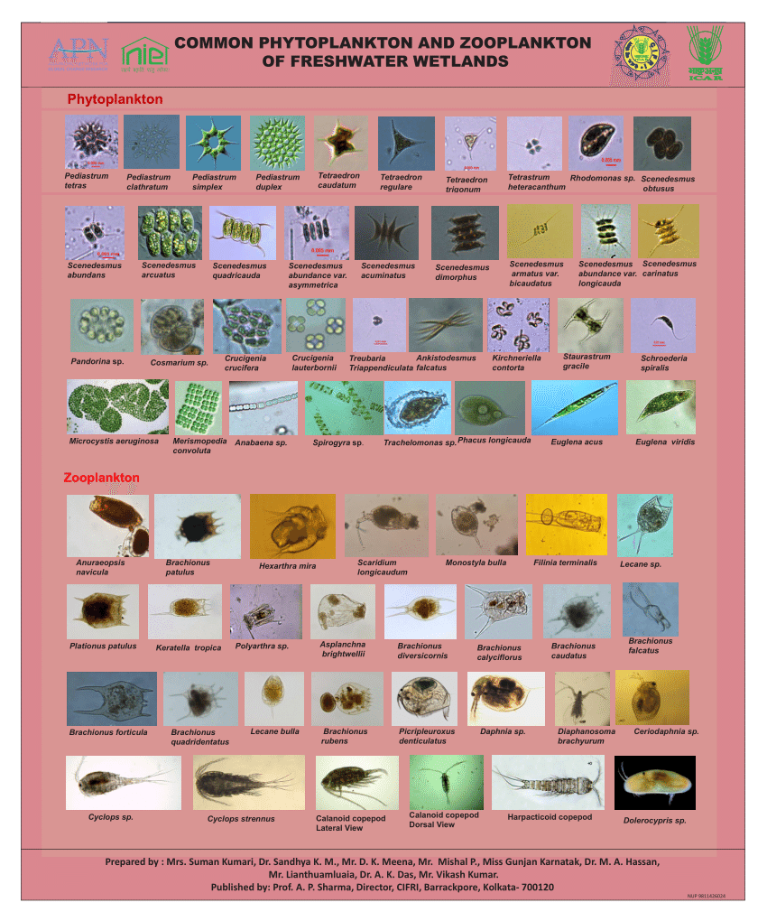 (PDF) Common phyoplankton and zooplankton of freshwater wetlands